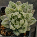 Haworthia cymbiformis cv marble