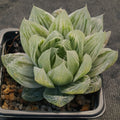 Haworthia cymbiformis cv marble