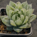 Haworthia cymbiformis cv marble
