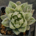 Haworthia cymbiformis cv marble