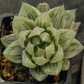 Haworthia cymbiformis cv marble