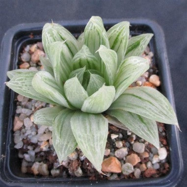 Haworthia cymbiformis cv Marble