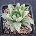 Haworthia cymbiformis cv Marble