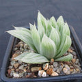 Haworthia cymbiformis cv marble