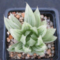 Haworthia cymbiformis cv marble
