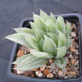 Haworthia cymbiformis cv marble