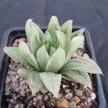 Haworthia cymbiformis cv marble