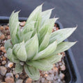 Haworthia cymbiformis cv marble