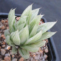 Haworthia cymbiformis cv marble