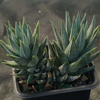 Haworthia glauca