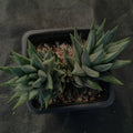 Haworthia glauca