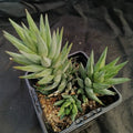 Haworthia glauca