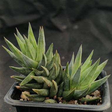 Haworthia glauca