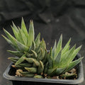 Haworthia glauca