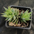 Haworthia glauca