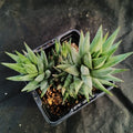 Haworthia glauca