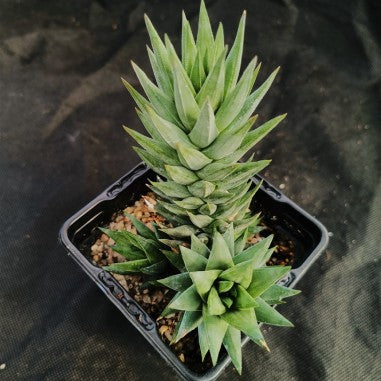 Haworthia glauca