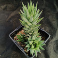 Haworthia glauca