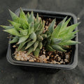 Haworthia glauca