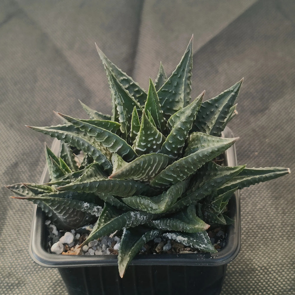 Haworthia limifolia