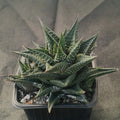 Haworthia limifolia