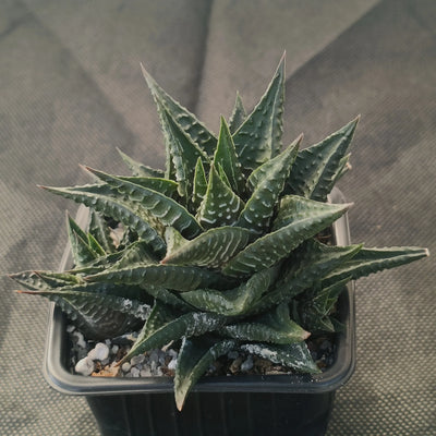 Haworthia limifolia