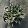 Haworthia limifolia