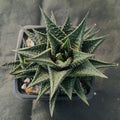 Haworthia limifolia