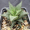 Haworthia limifolia