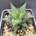Haworthia limifolia
