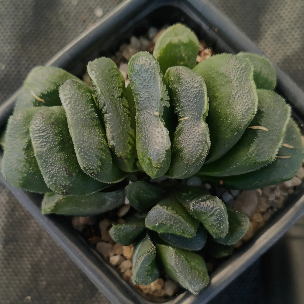 Haworthia Truncata x Maughani
