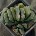 Haworthia Truncata x Maughani