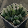 Haworthia Truncata x Maughani