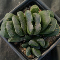 Haworthia Truncata x Maughani