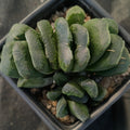 Haworthia Truncata x Maughani