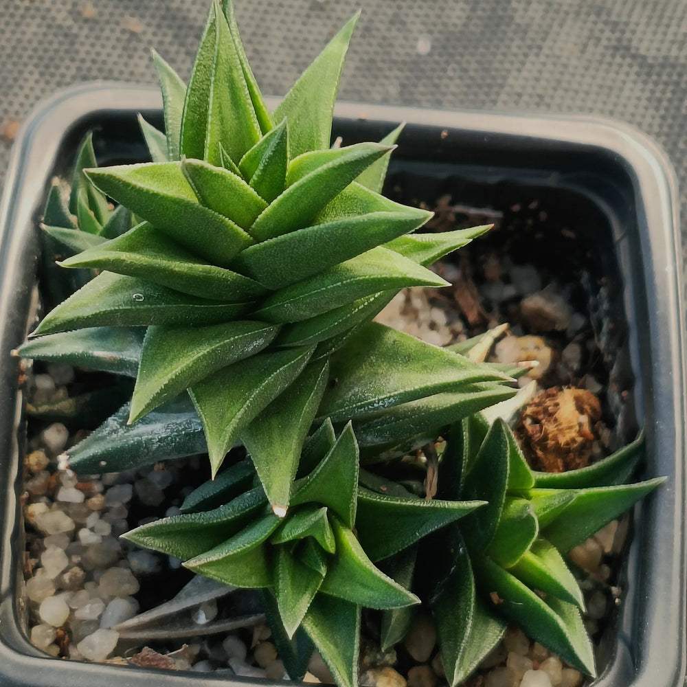 Haworthia viscosa