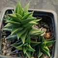 Haworthia viscosa