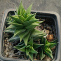 Haworthia viscosa