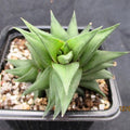 Haworthia viscosa