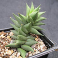 Haworthia viscosa