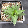 Haworthia viscosa