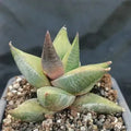 Hawortia sampiana