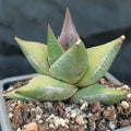 Hawortia sampiana