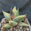 Hawortia sampiana