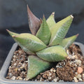 Hawortia sampiana