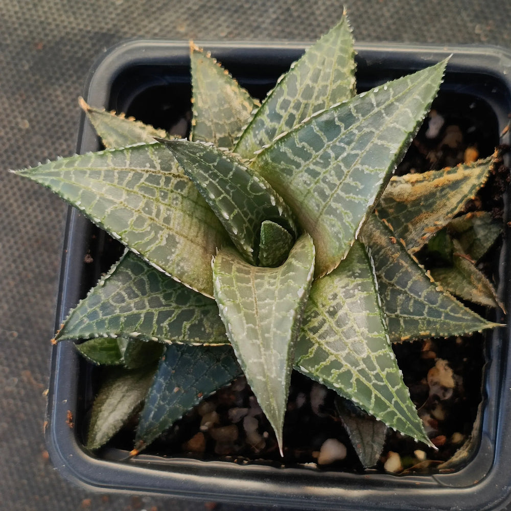 Hawortiopsis tessellata var.Tessellata