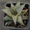 Hawortiopsis tessellata var.Tessellata