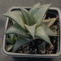 Hawortiopsis tessellata var.Tessellata