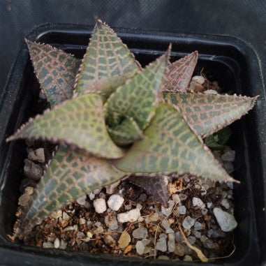 Hawortiopsis tessellata var.Tessellata