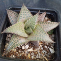 Hawortiopsis tessellata var.Tessellata